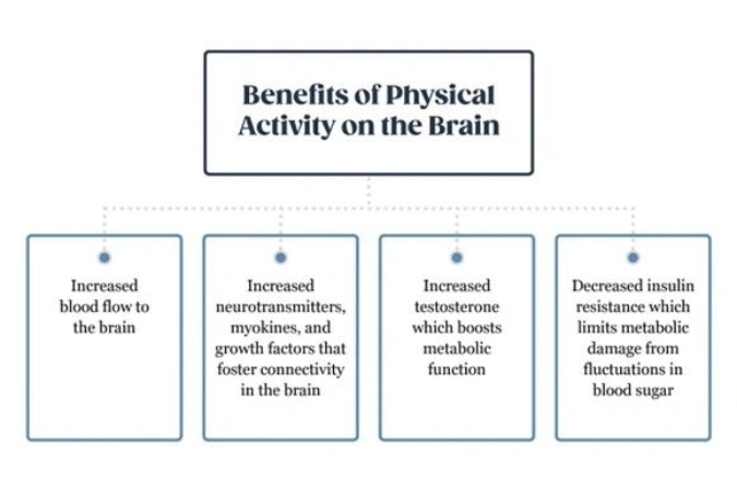 A diagram of the benefits of physical activity on the brain.
