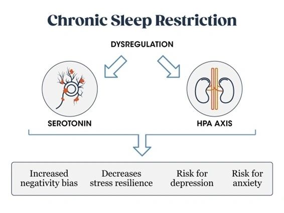 A diagram of chronic sleep restriction and its effects.