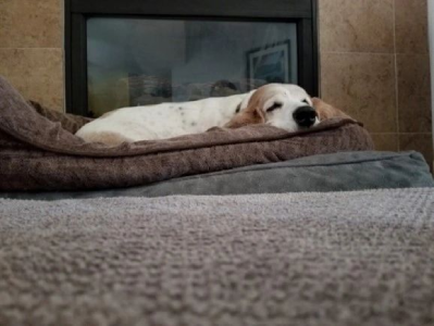 A dog laying on top of a bed near a fireplace.
